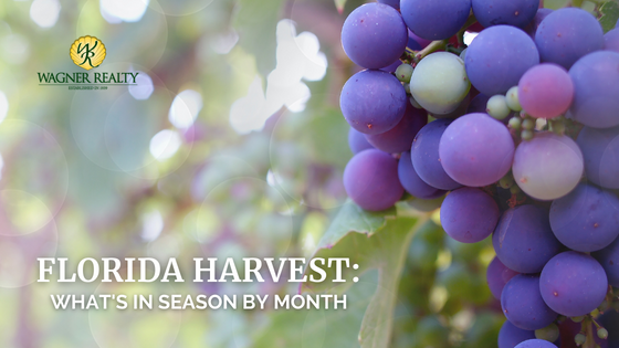 Florida Harvest